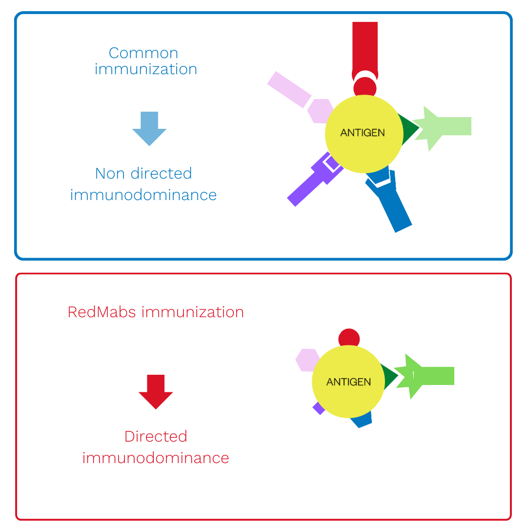 RedMabs in vivo antibody discovery platform